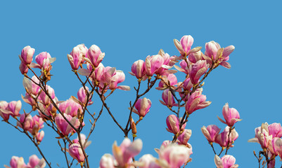 Magnolia flowers in spring time.