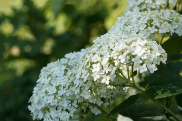 Blooming hydrangea close-up. Romantic floral background.