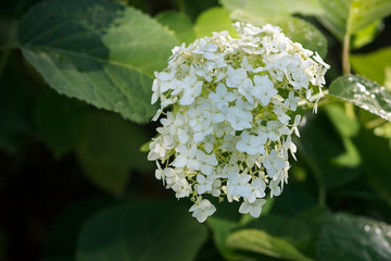 Blooming hydrangea close-up. Romantic floral background.