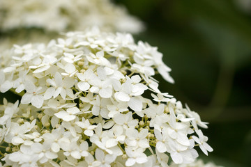 Blooming hydrangea close-up. Romantic floral background.