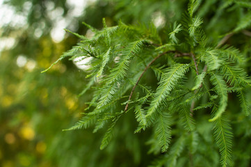 Tree leafs close up background picture image template