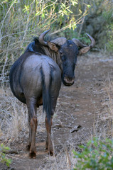 A wildebeest watches for potential danger in a wildlife park in South Africa