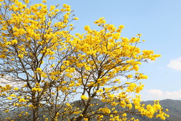 Fototapeta premium Indian yellow flowers Blossom on the tree follows the Bengals look natural.