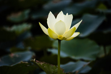 water lily in pond