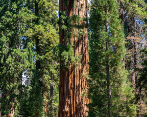 The forest in Kings Canyon & Sequoia National Park
