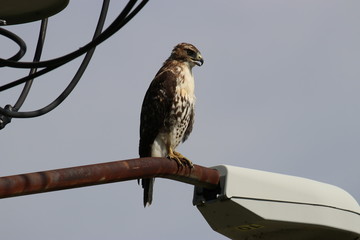 Red tailed hawk looking into distance while perched on street lamp post