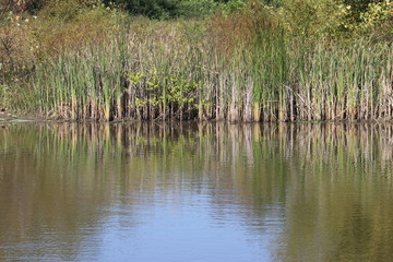 Obraz premium Reflective lake with marsh plants on sunny day background