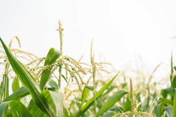 Swarm of bee flying around corn plant