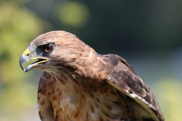 Red-tailed Hawk bird of prey side profile close-up