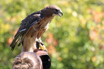 Woman falconer holding red-tailed hawk up on protective glove