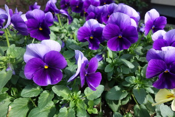 早春に咲いた紫のパンジーの花