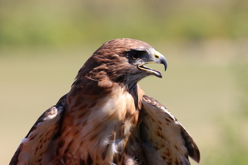 Majestic red-tailed Hawk bird of prey with beak open profile