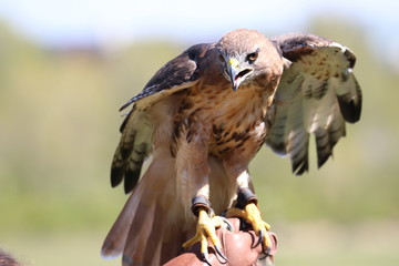 Powerful red-tailed hawk on falconer's glove ready to hunt