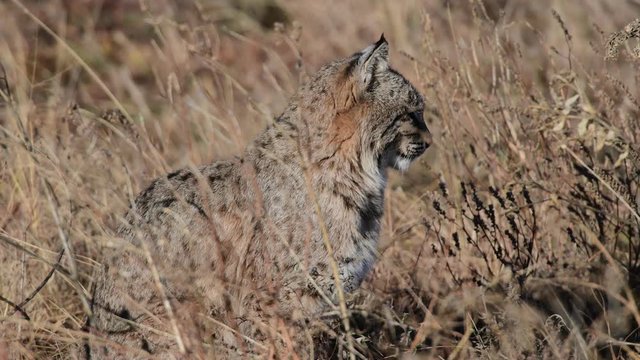 Bobcat in the grass