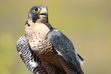 Beautiful peregrine falcon front view close-up
