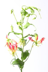 Gloriosa flower isolated on white background