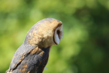 Close-up of barn owl outside looking back