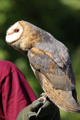 Barn owl perched on protective glove and looking up at falconer