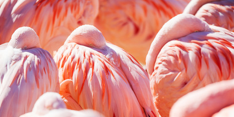 pink flamingos sleeping