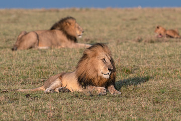 Two beautiful large male lions laying in the grass in the early morning sun with a young cub in the distance. Image taken in the Masai Mara, Kenya.	