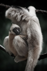 White-Cheeked Gibbon Monkey and Baby