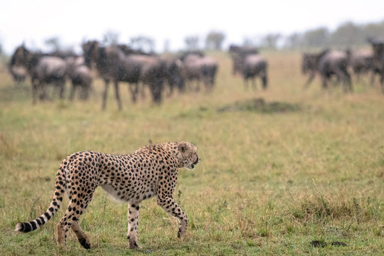 A cheetah approaches a herd of wildebeest in the rain to begin hunting.  Image taken in the Masai Mara, Kenya.