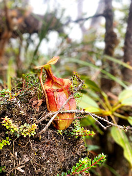 Tropical flower Pitcher plants (in malay is known as Periuk kera) grow in Mount Kinabalu, Sabah Malaysia
