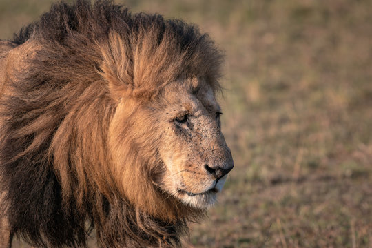 Close up of a large male lion walking through the grass on the savanna.  Image taken in the Maasai Mara, Kenya.