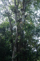 Fototapeta premium Ficus religiosa tree or 