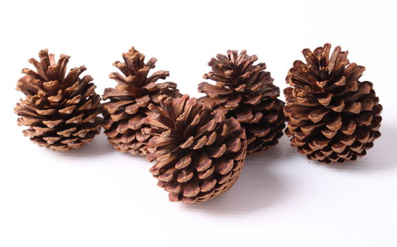 Flowers of pine on white background