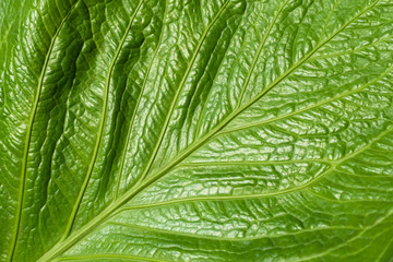 Beautiful green natural surface of the leaf full of texture for background