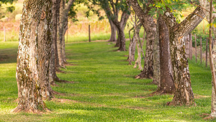 Natural green tunnel formed by tree trunks and green grass