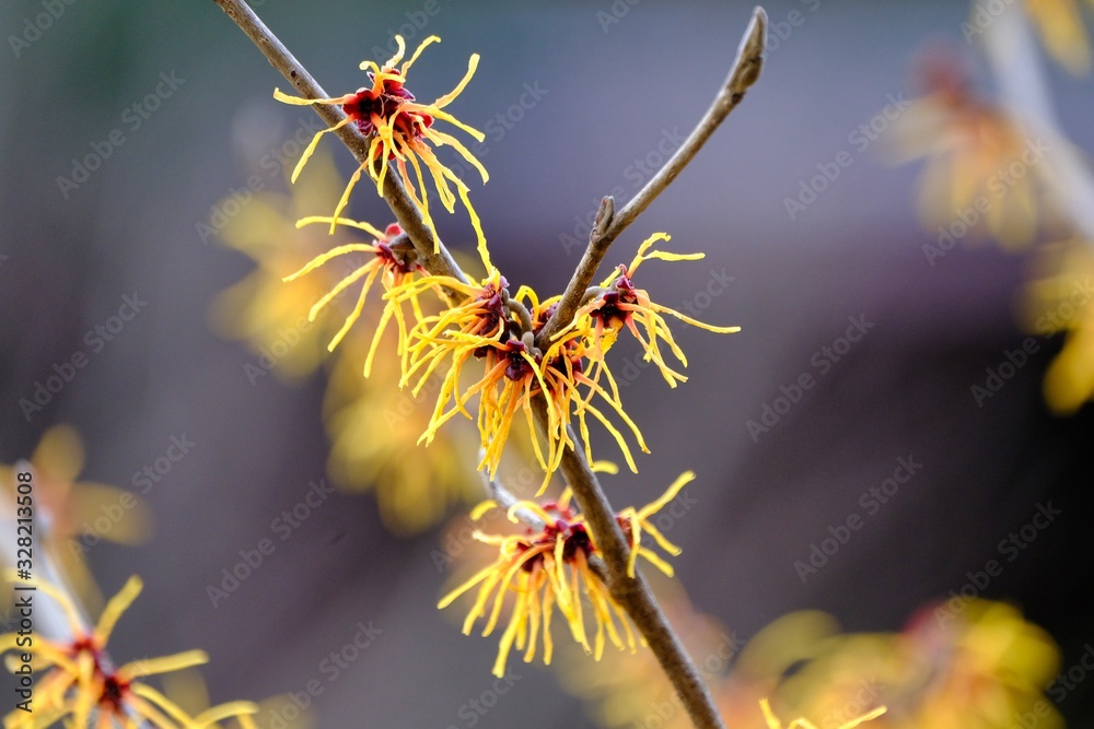 Wall mural witch hazel flower