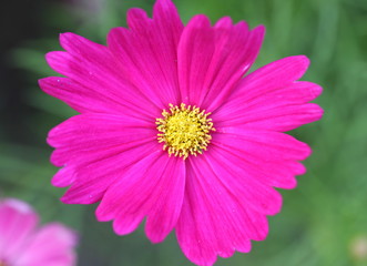 Obraz premium Pink Cosmos flower