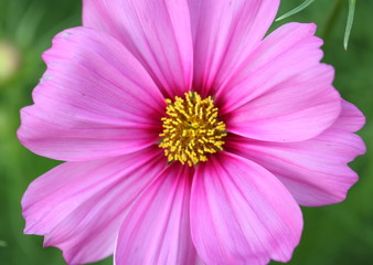 Obraz premium Pink Cosmos flower