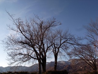 山頂の孤独な木