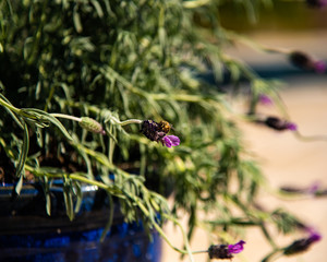 Honey bees at work in the spring.
