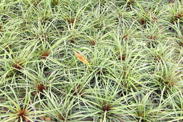 Obraz premium Bromeliad vertical gardening.