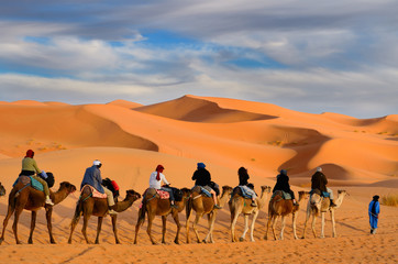 Fototapeta na wymiar Tuareg Berber man leading a group of tourists on camels through the Erg Chebbi desert in Morocco