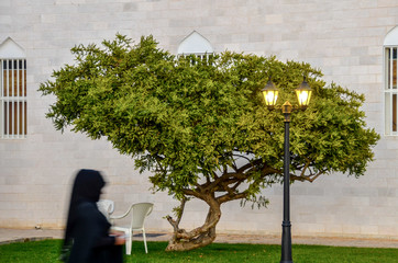 SALALAH OMAN Arab woman walks by Frankincense tree - obrazy, fototapety, plakaty