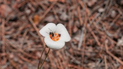 valley flower with bug inside