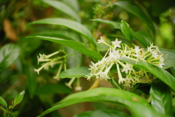 Lady of the night flower