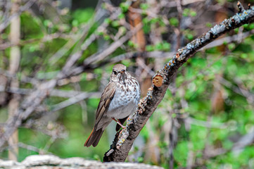 Hermit Thrush Catharus guttatus 