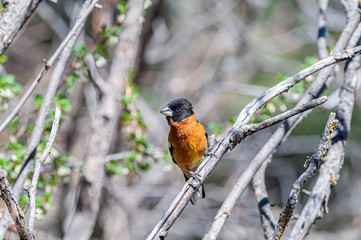 Black-headed Grosbeak Pheucticus melanocephalus