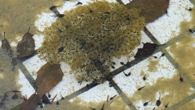 Tokyo,Japan-March 5, 2020: Tadpoles and frog eggs in a pond