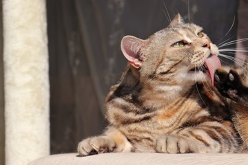 足を手入れする猫アメリカンショートヘアー