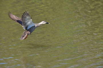 水辺の鳥、緑色の池に羽ばたきながら着地しようとする、鴨