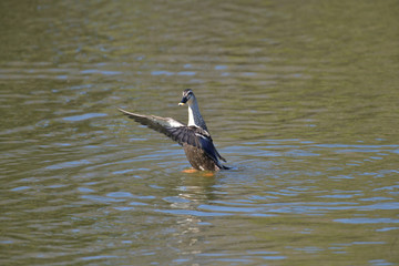 カモのホバリング