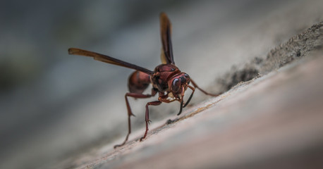 Close up of Red Paper Wasp on a wood