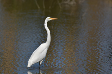 右を向いて佇む美しい白い鳥